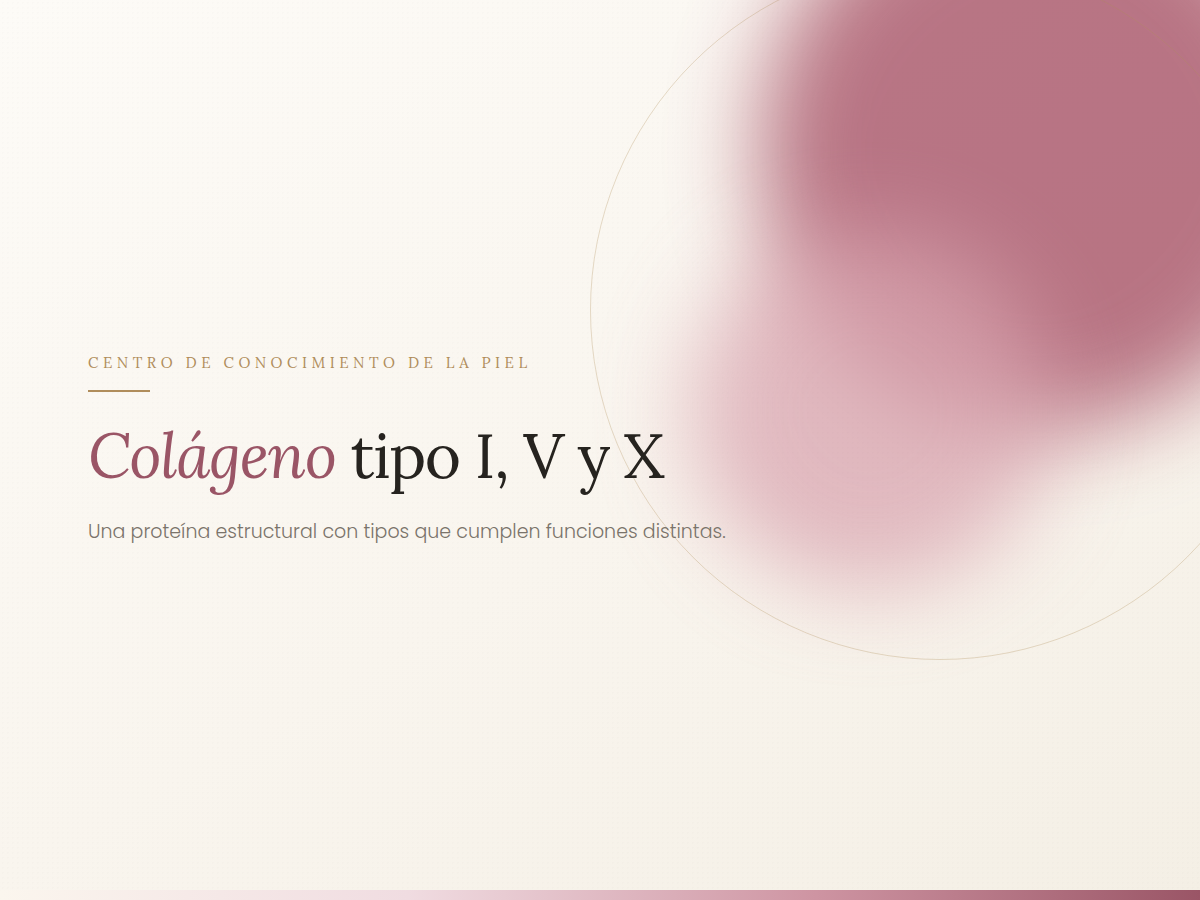 Colágeno Tipo I, V y X 