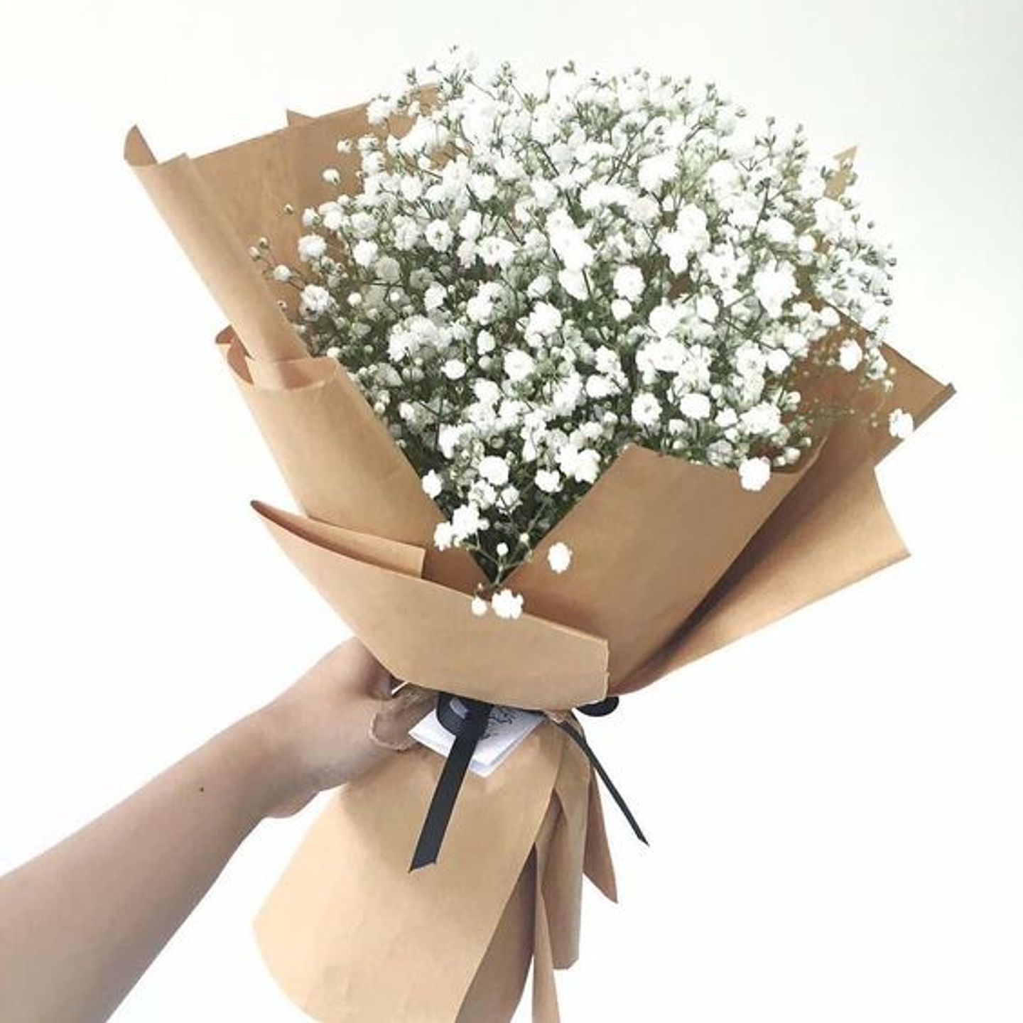 Paquete De Gypsophila 1