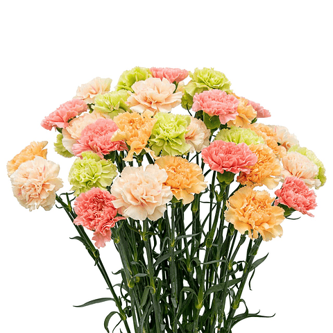 Paquete De Clavel 12 Tallos