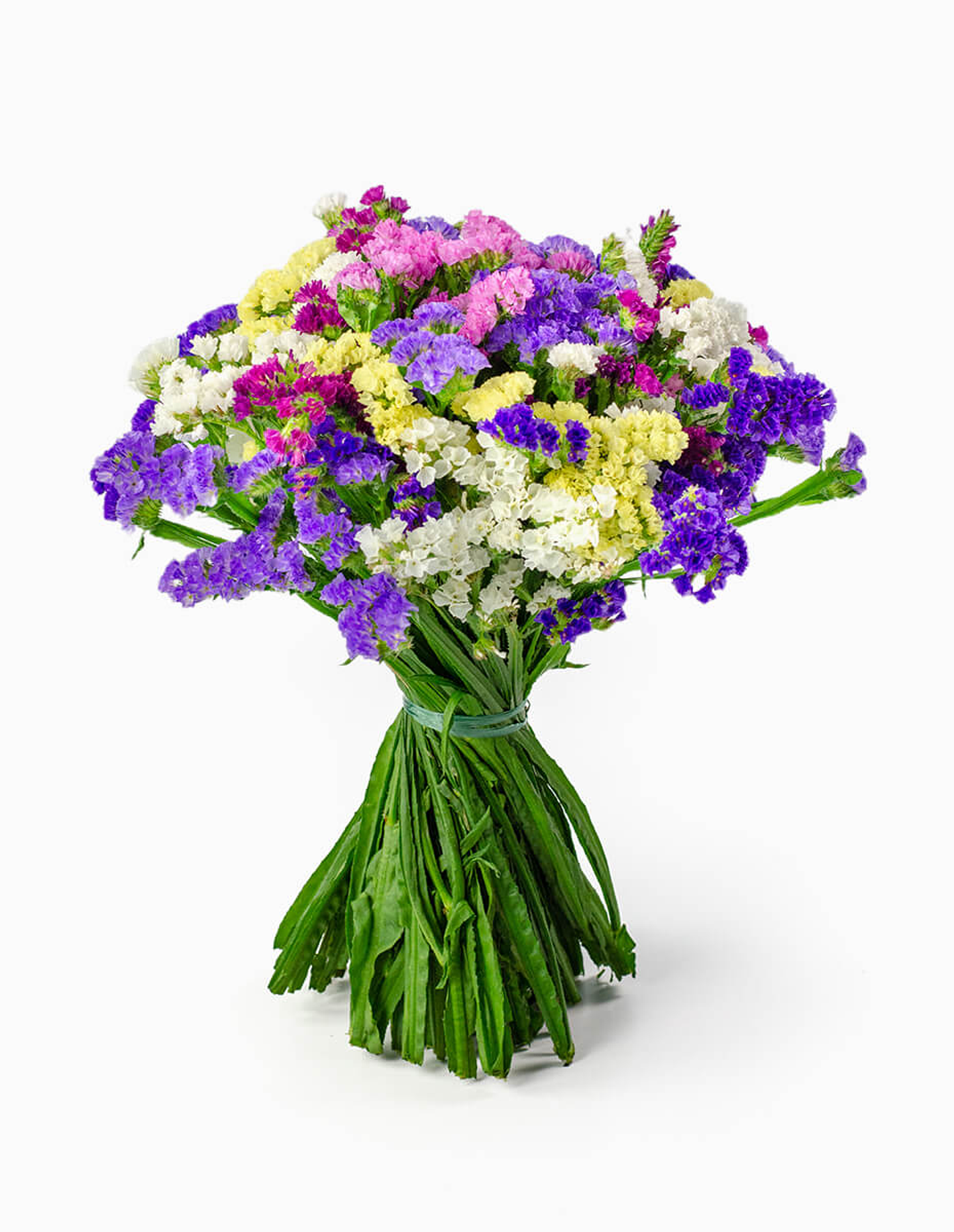 Statis O Siempre Viva Bicolor 1