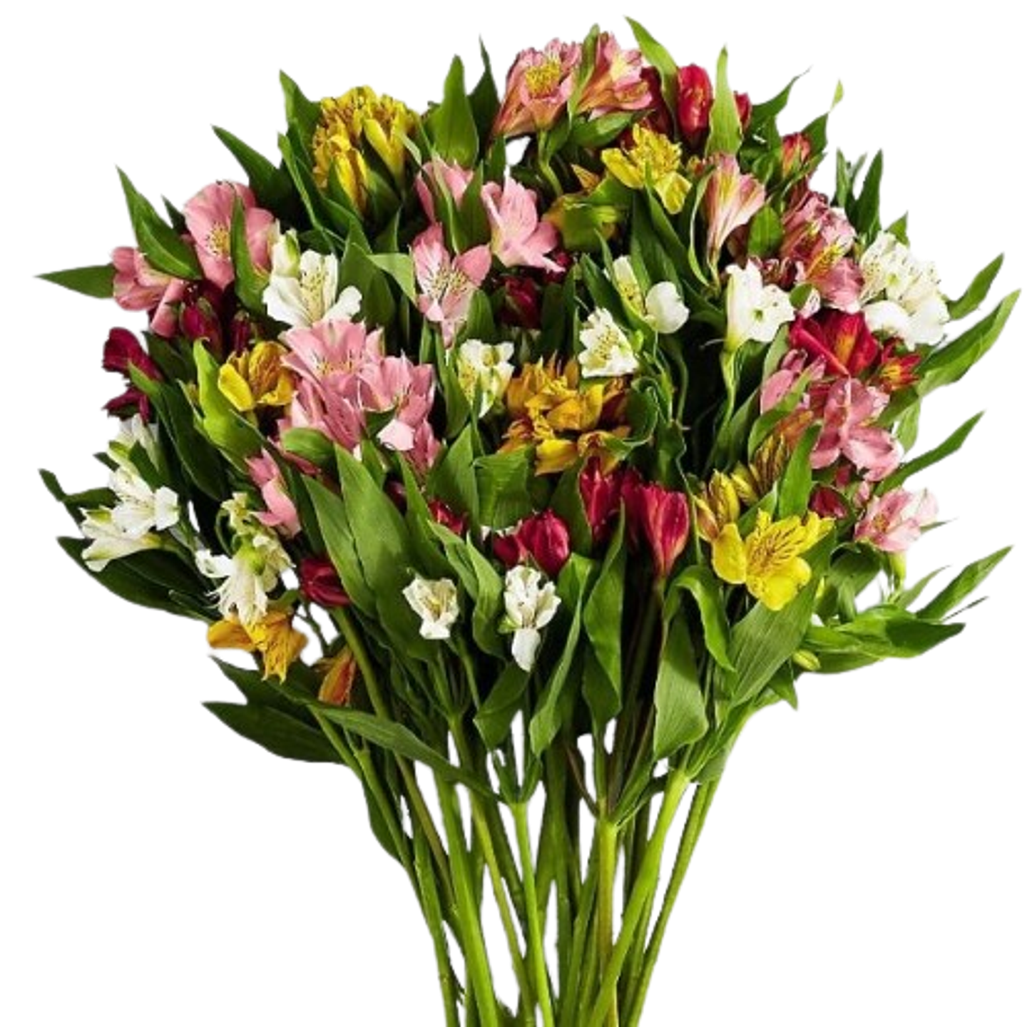 Astromelia Surtida 1