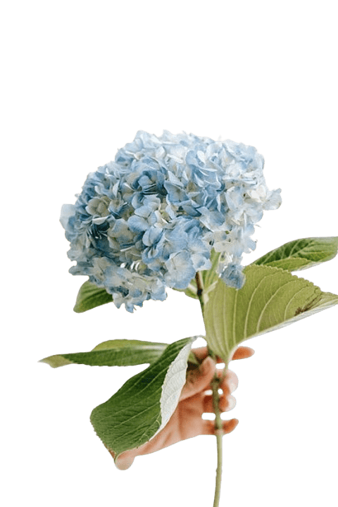 Hortensia Azul