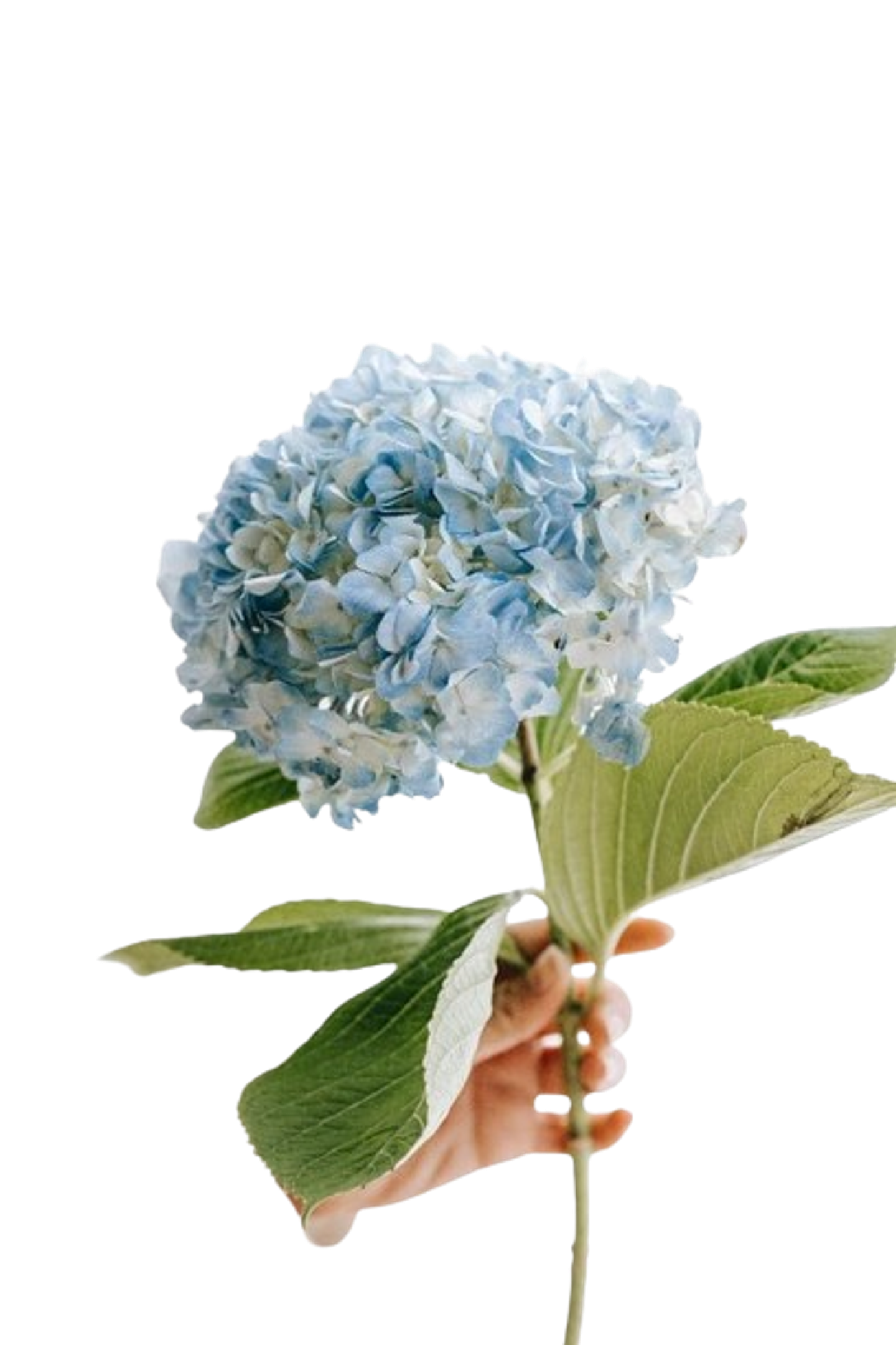 Hortensia Azul 1