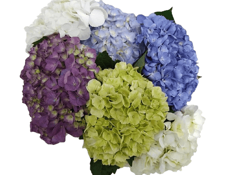 Hortensia X8 Surtida