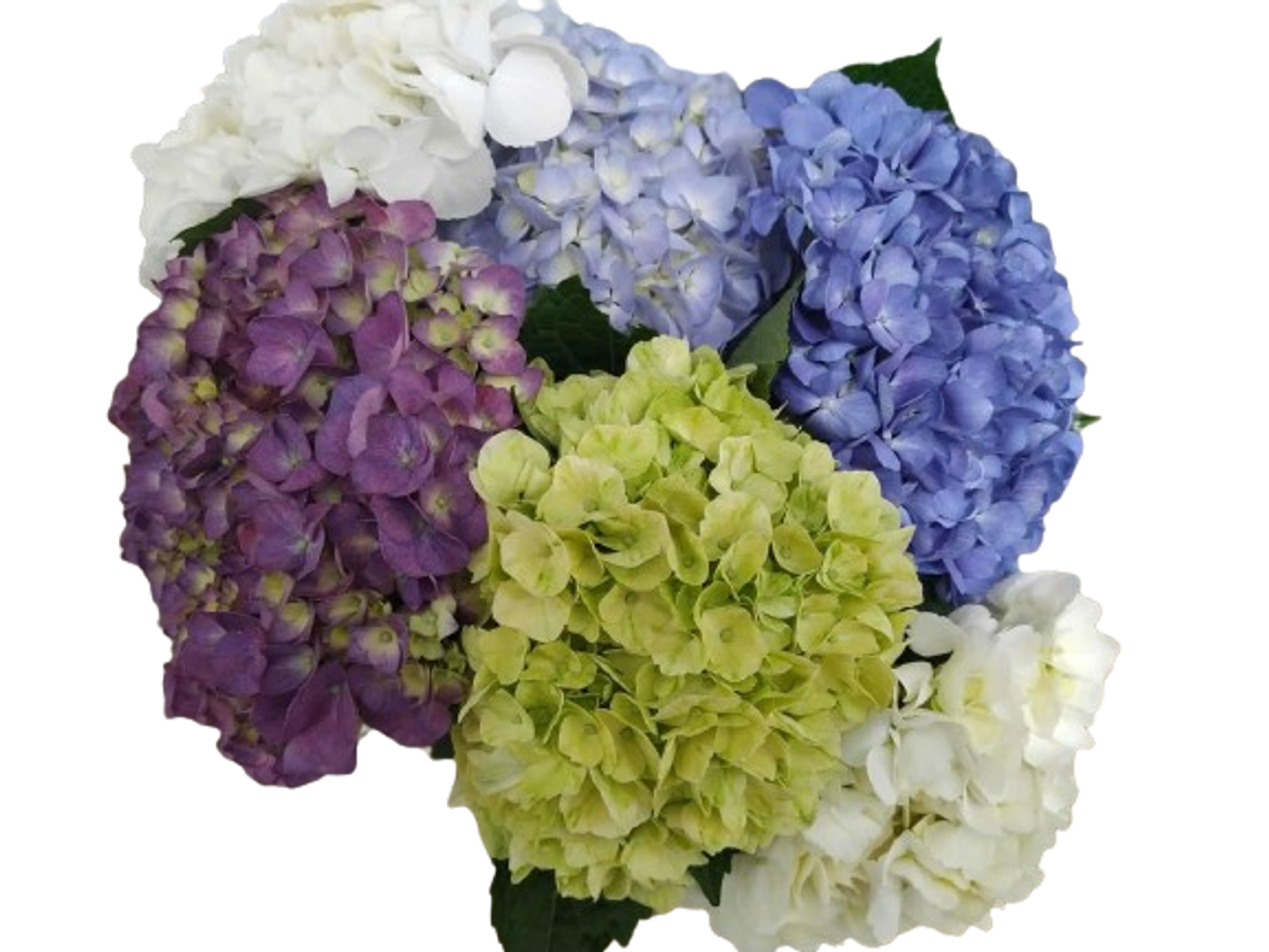 Hortensia X8 Surtida 1