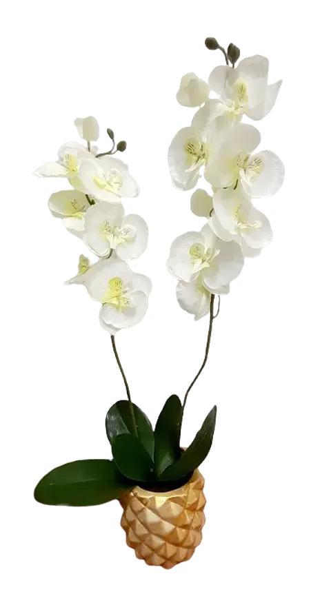 Mata de Orquídea Phalaenopsis con Matera
