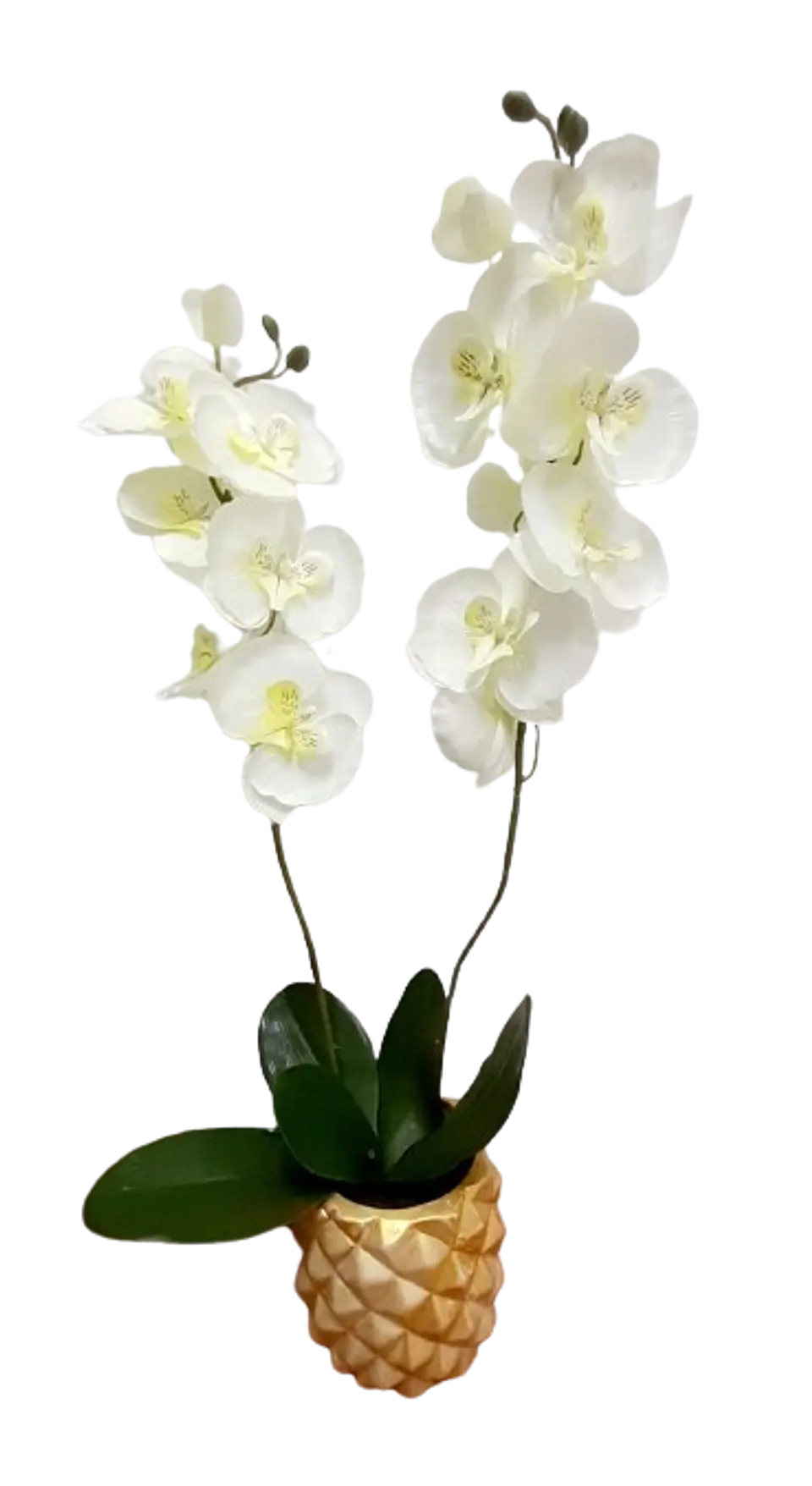 Mata de Orquídea Phalaenopsis con Matera 1