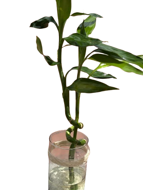 Lucky Bamboo en Jarrón