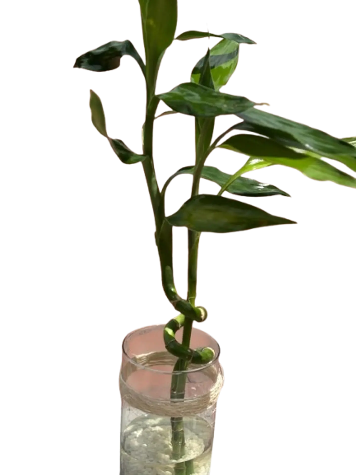 Lucky Bamboo en Jarrón 1