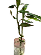 Lucky Bamboo en Jarrón - Miniatura 1