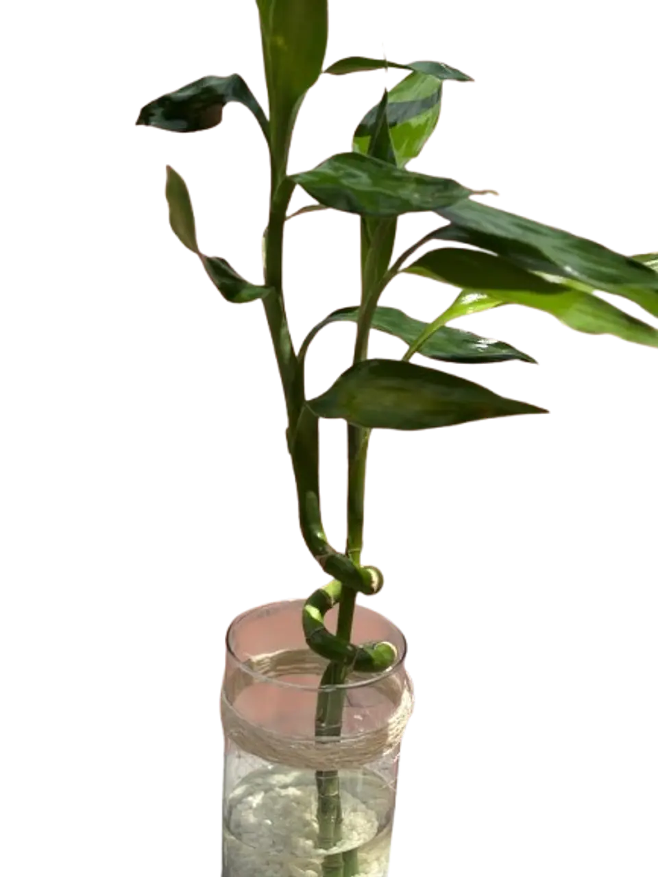 Lucky Bamboo en Jarrón 1