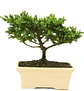 Bonsai Pino o Buxus de 3 Años - Miniatura 1