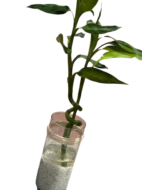 Lucky Bamboo en Jarrón