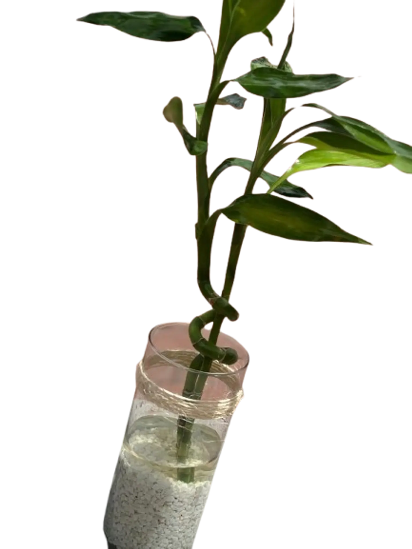 Lucky Bamboo en Jarrón 2