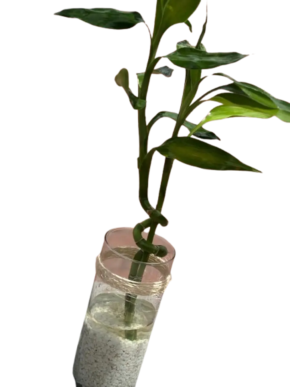 Lucky Bamboo en Jarrón 2