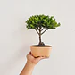 Bonsai Pino o Buxus de 3 Años - Miniatura 2
