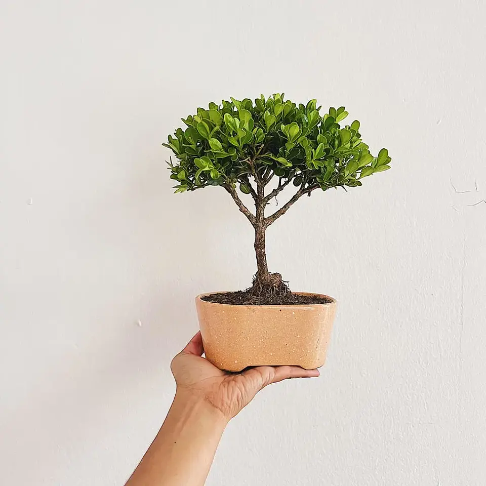 Bonsai Pino o Buxus de 3 Años 2