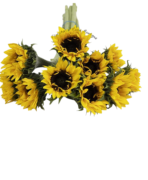 Paquete de 10 Girasoles