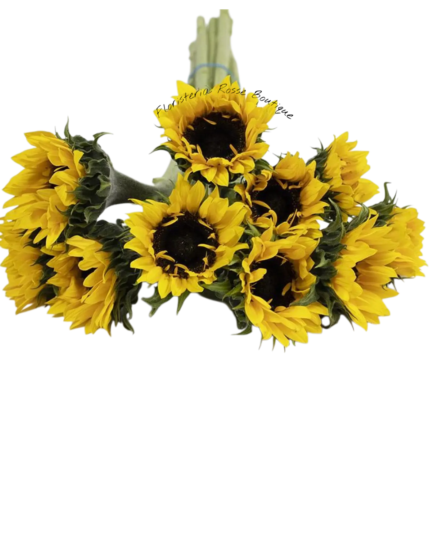 Paquete de 10 Girasoles 1
