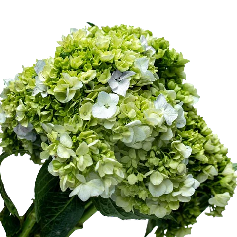 Hortensias Verde X6