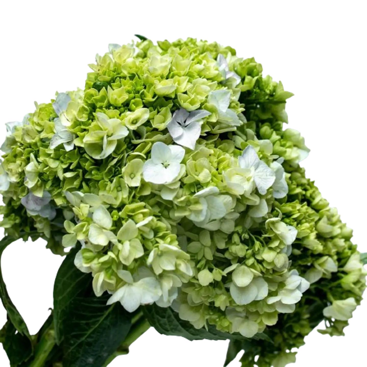 Hortensias Verde X6 1