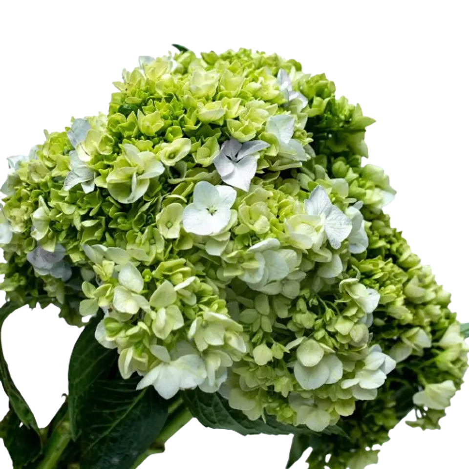Hortensias Verde X6 1