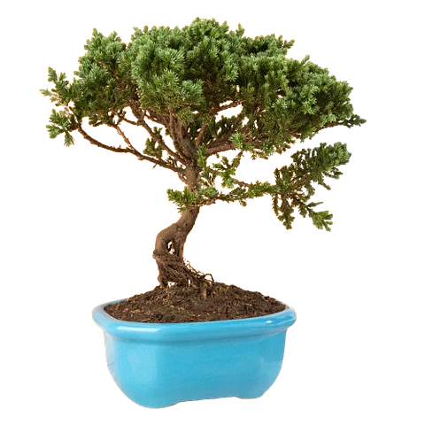 Bonsai Pino o Buxus Grande de 5 Años