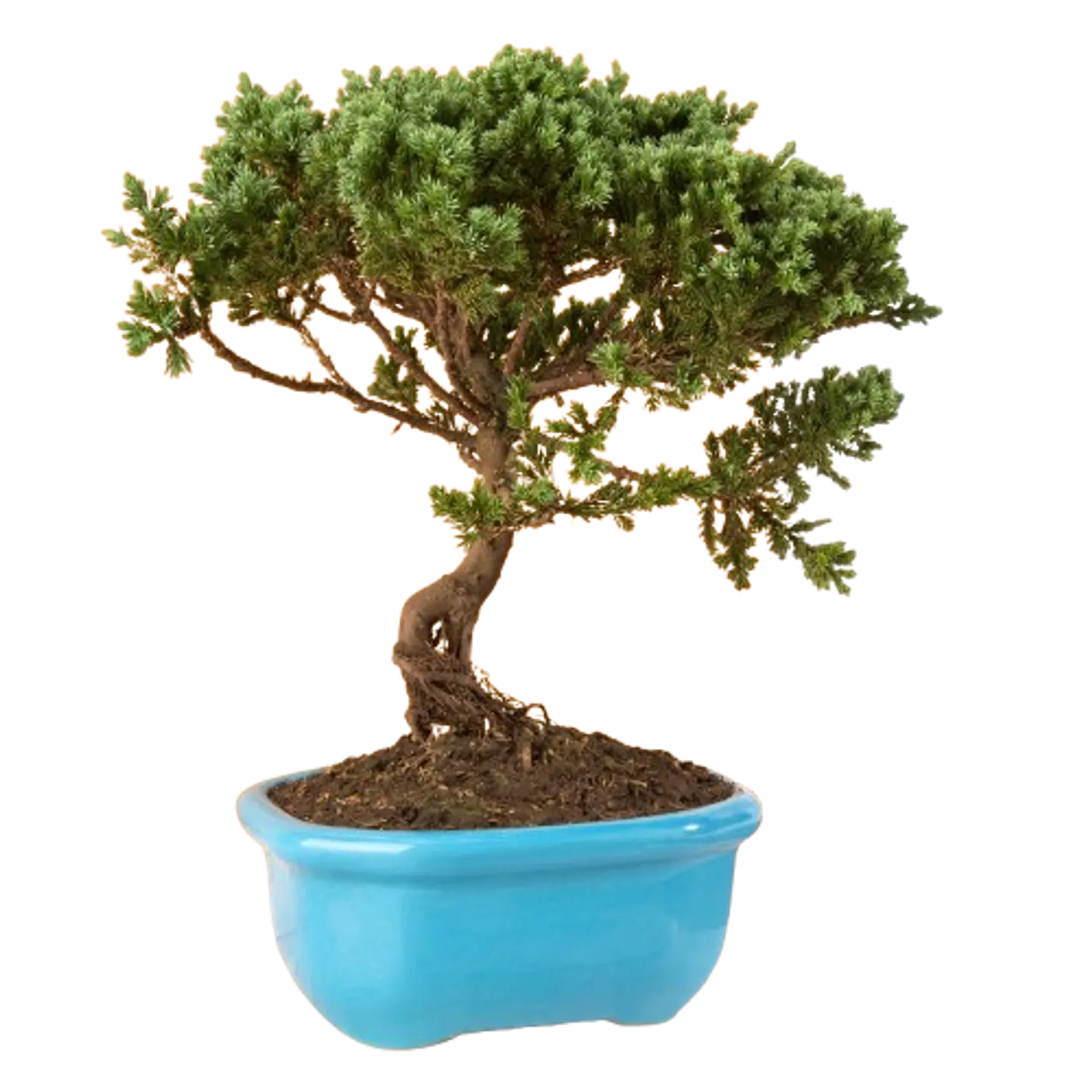 Bonsai Pino o Buxus Grande de 5 Años 1