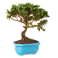 Bonsai Pino o Buxus Grande de 5 Años - Miniatura 1