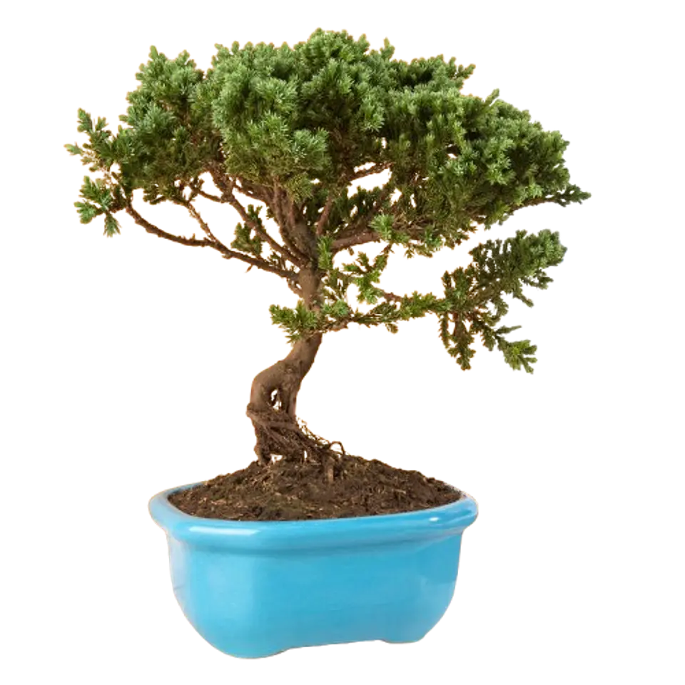 Bonsai Pino o Buxus Grande de 5 Años 1