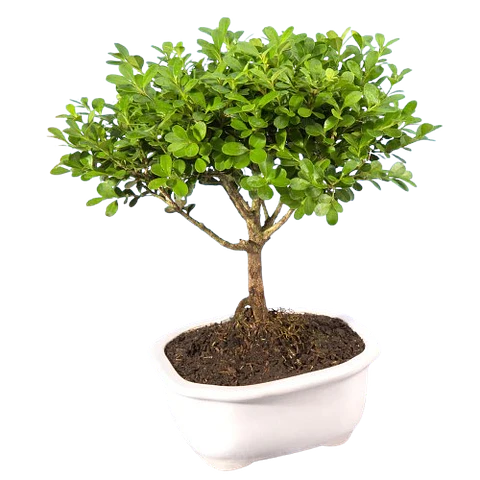 Bonsai Pino o Buxus Grande de 5 Años
