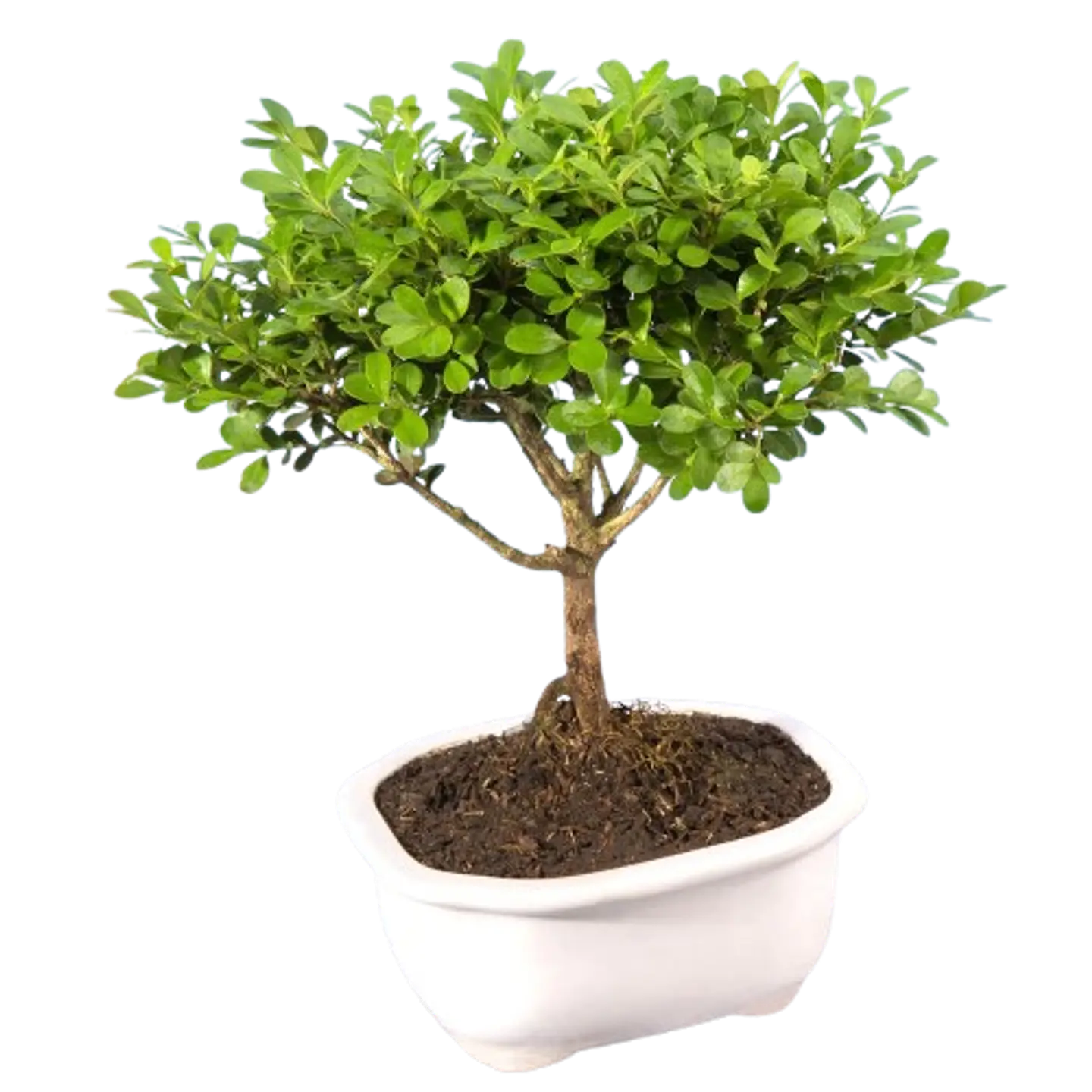 Bonsai Pino o Buxus Grande de 5 Años 2