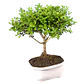 Bonsai Pino o Buxus Grande de 5 Años - Miniatura 2