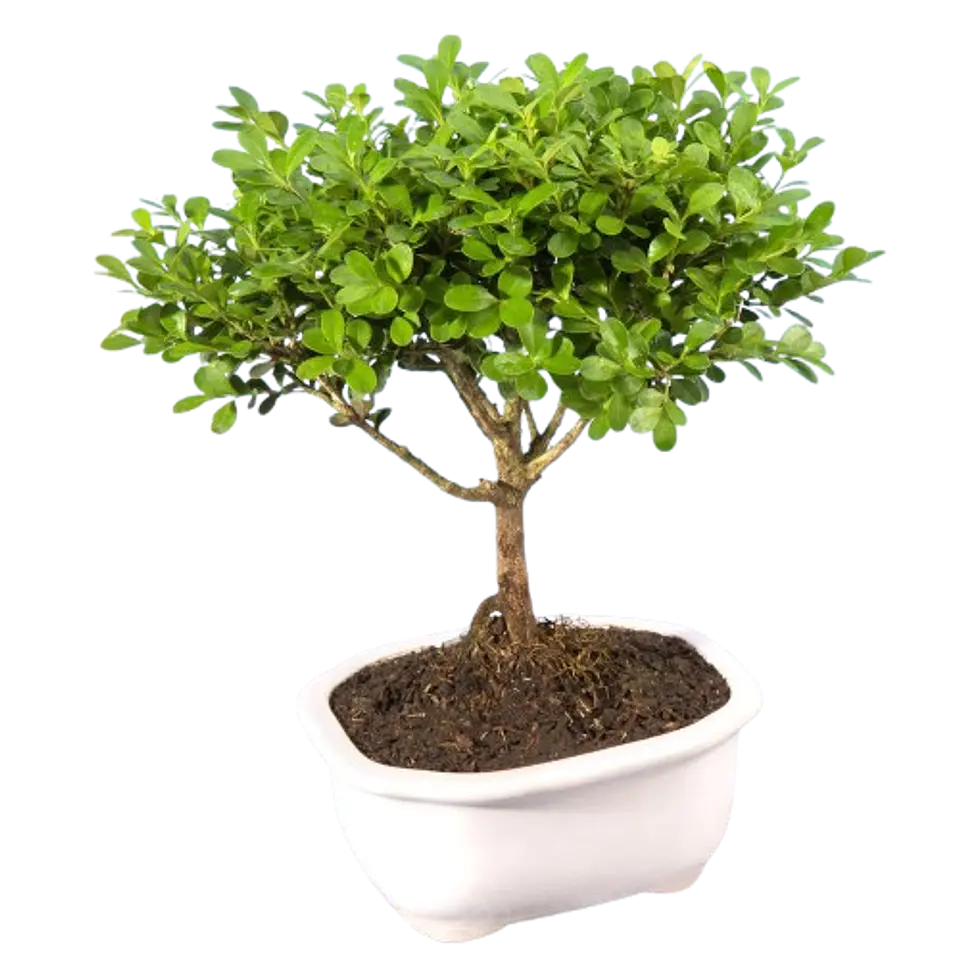 Bonsai Pino o Buxus Grande de 5 Años 2