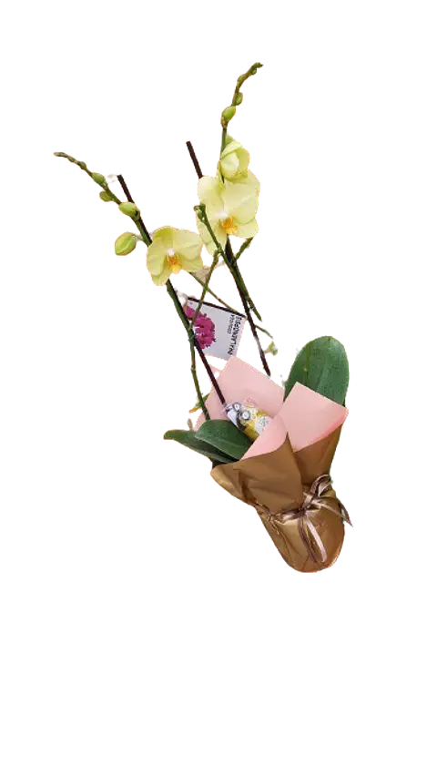 Orquídeas del Ensueño