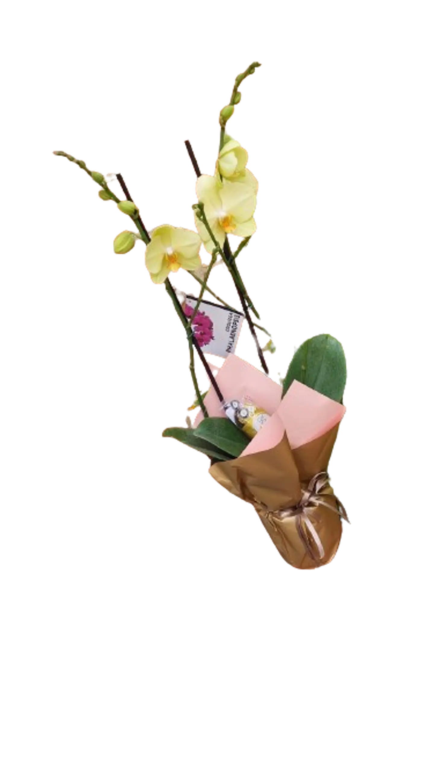 Orquídeas del Ensueño 1