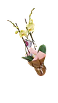 Orquídeas del Ensueño - Miniatura 1