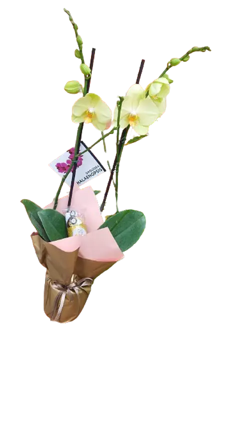 Orquídeas del Ensueño