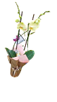 Orquídeas del Ensueño - Miniatura 2