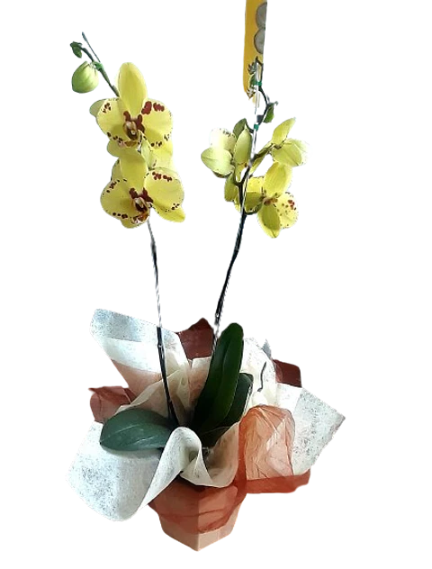Mata de Orquídea Phalaenopsis