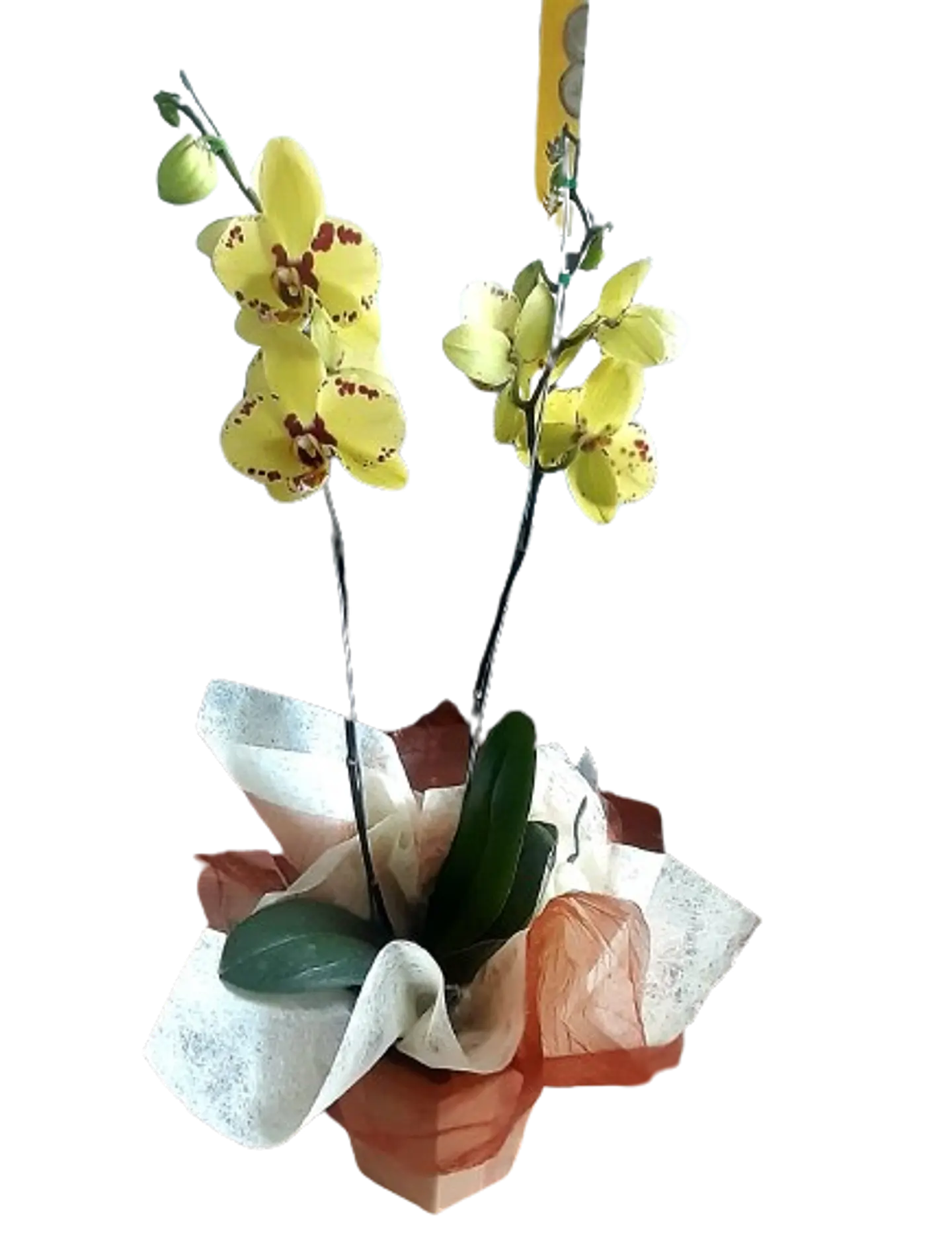 Mata de Orquídea Phalaenopsis 1