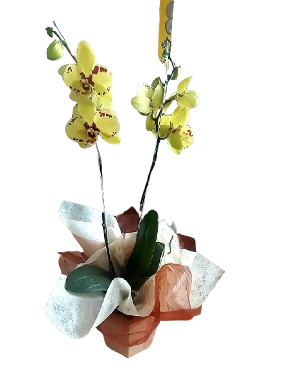 Mata de Orquídea Phalaenopsis 1