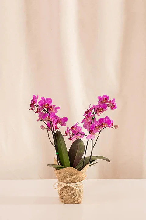 Orquídea Real – Elegancia Que Florece (multiflora)