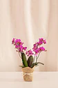 Orquídea Real – Elegancia Que Florece (multiflora) - Miniatura 1