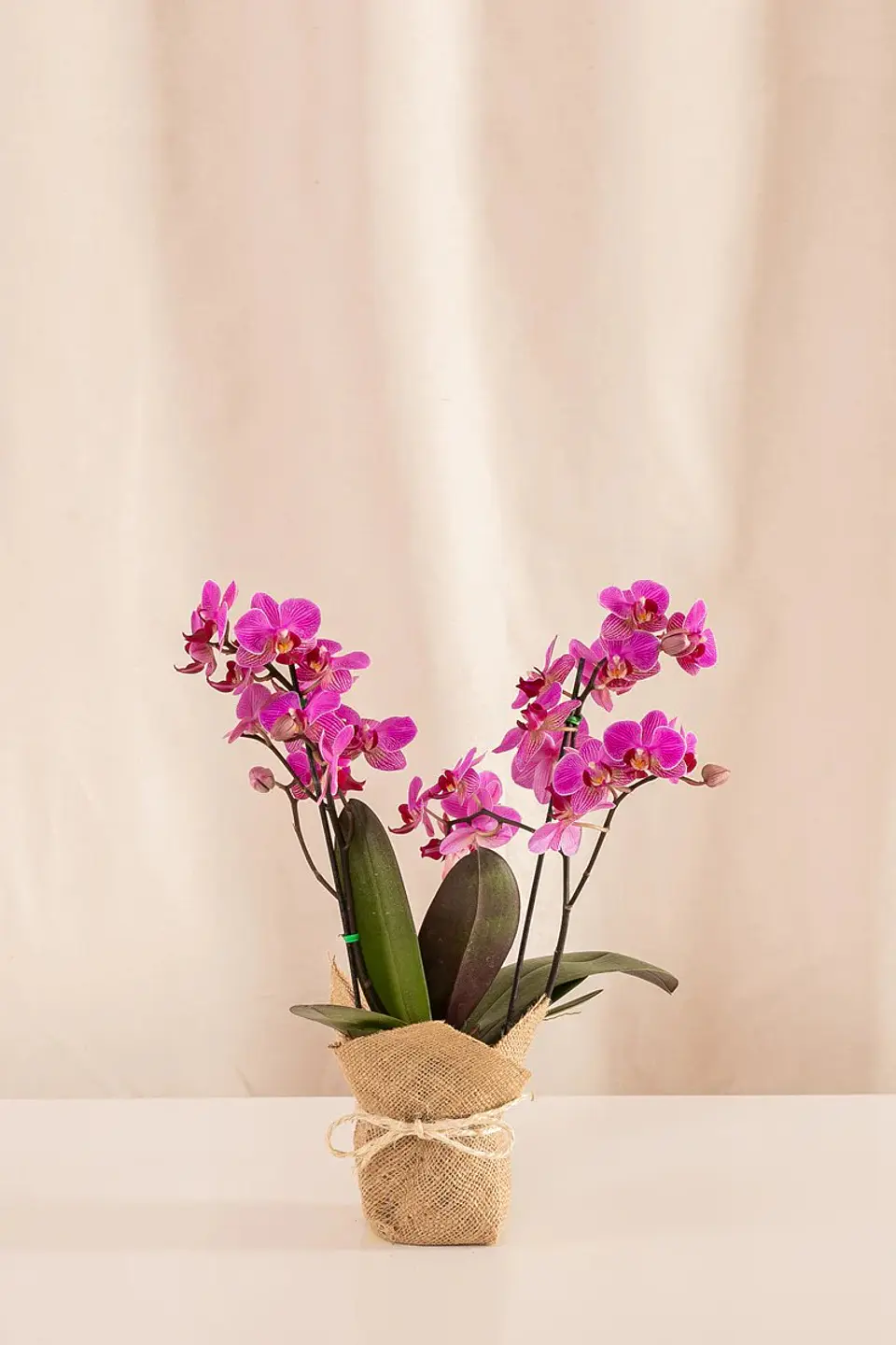 Orquídea Real – Elegancia Que Florece (multiflora) 1