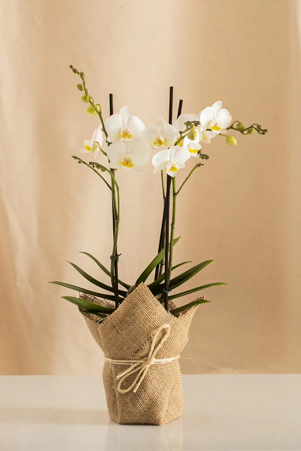 Orquídea Real – Elegancia Que Florece (multiflora) 2