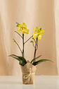 Orquídea Real – Elegancia Que Florece (multiflora) - Miniatura 3