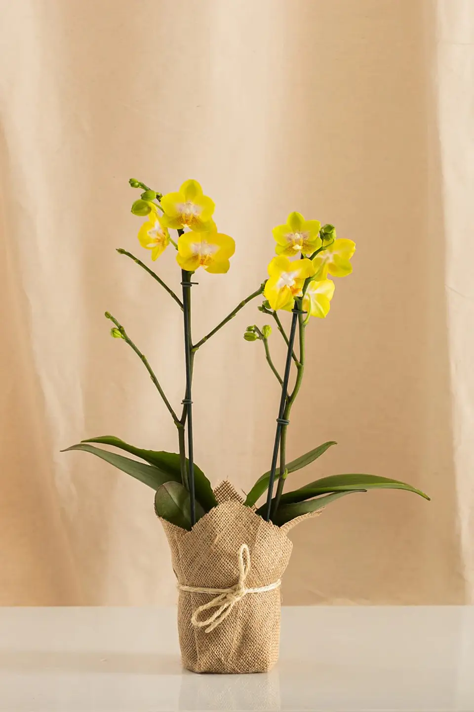 Orquídea Real – Elegancia Que Florece (multiflora) 3