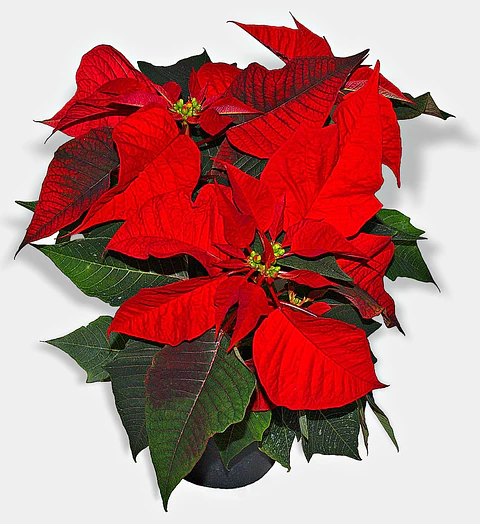 Planta de Navidad (poinsettia) P14
