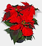 Planta de Navidad (poinsettia) P14 - Miniatura 1
